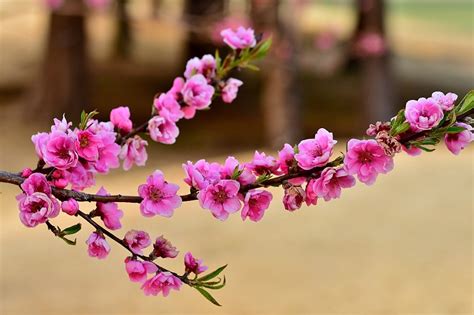 桃花是什麼意思